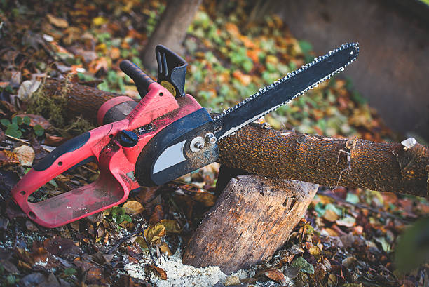 Best Hedge Trimming  in Maywood, IL