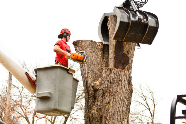 Reliable Maywood, IL Tree Services Solutions